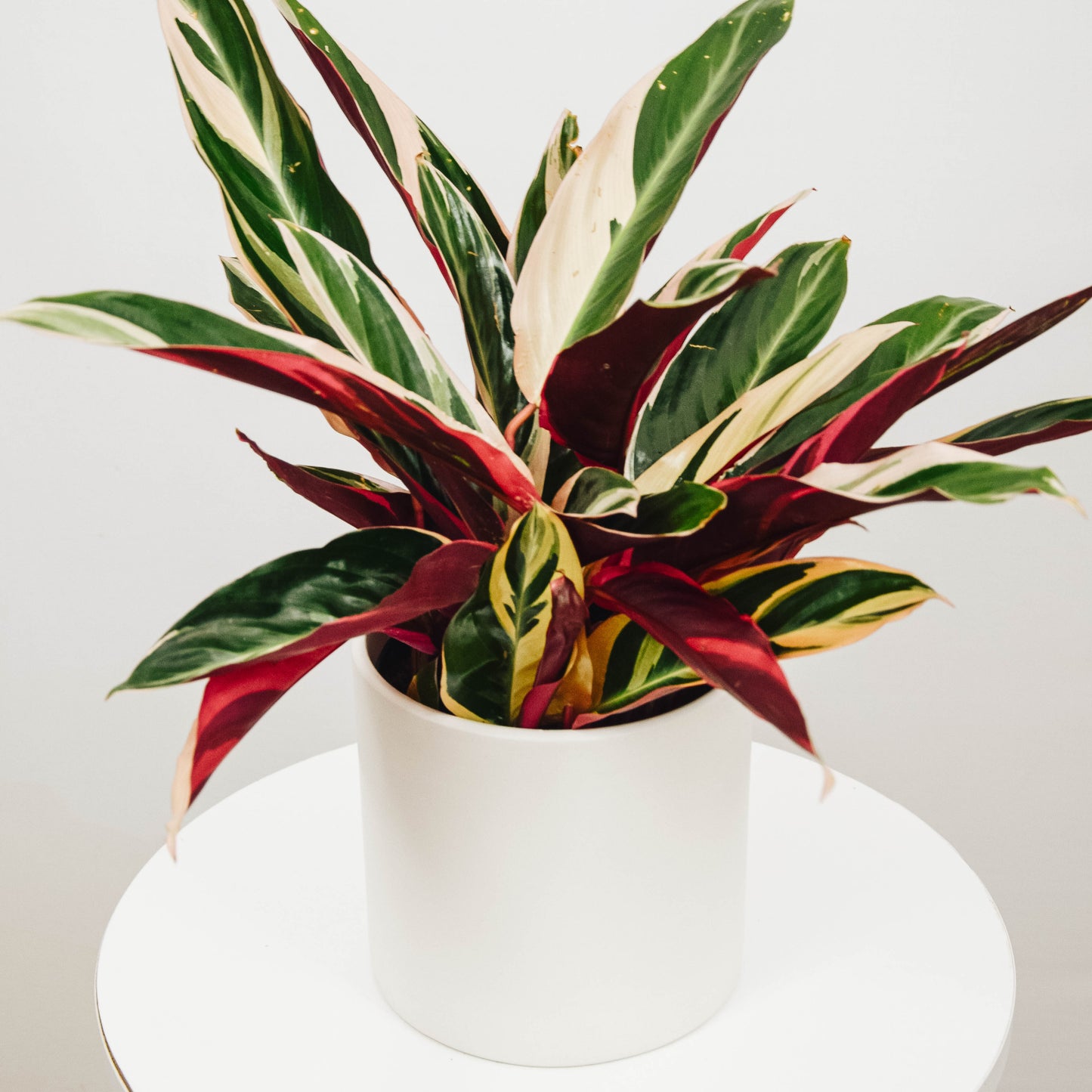 Tricolour Prayer Plant
