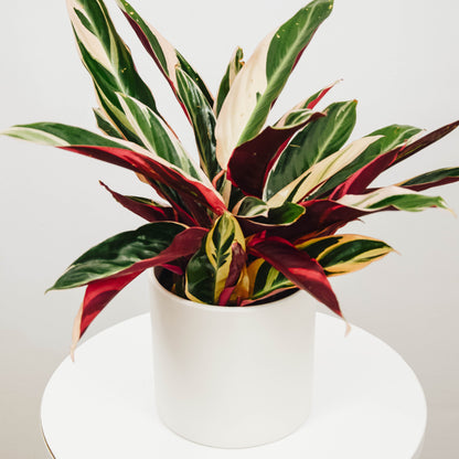 Tricolour Prayer Plant