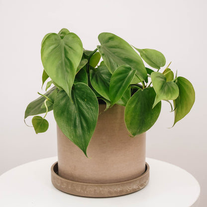 Heart leaf philodendron