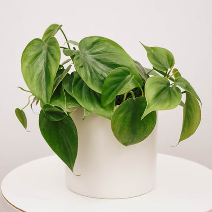 Heart leaf philodendron