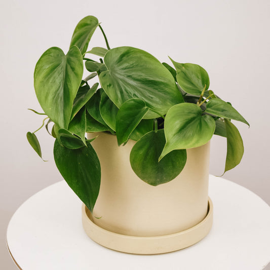 Heart leaf philodendron