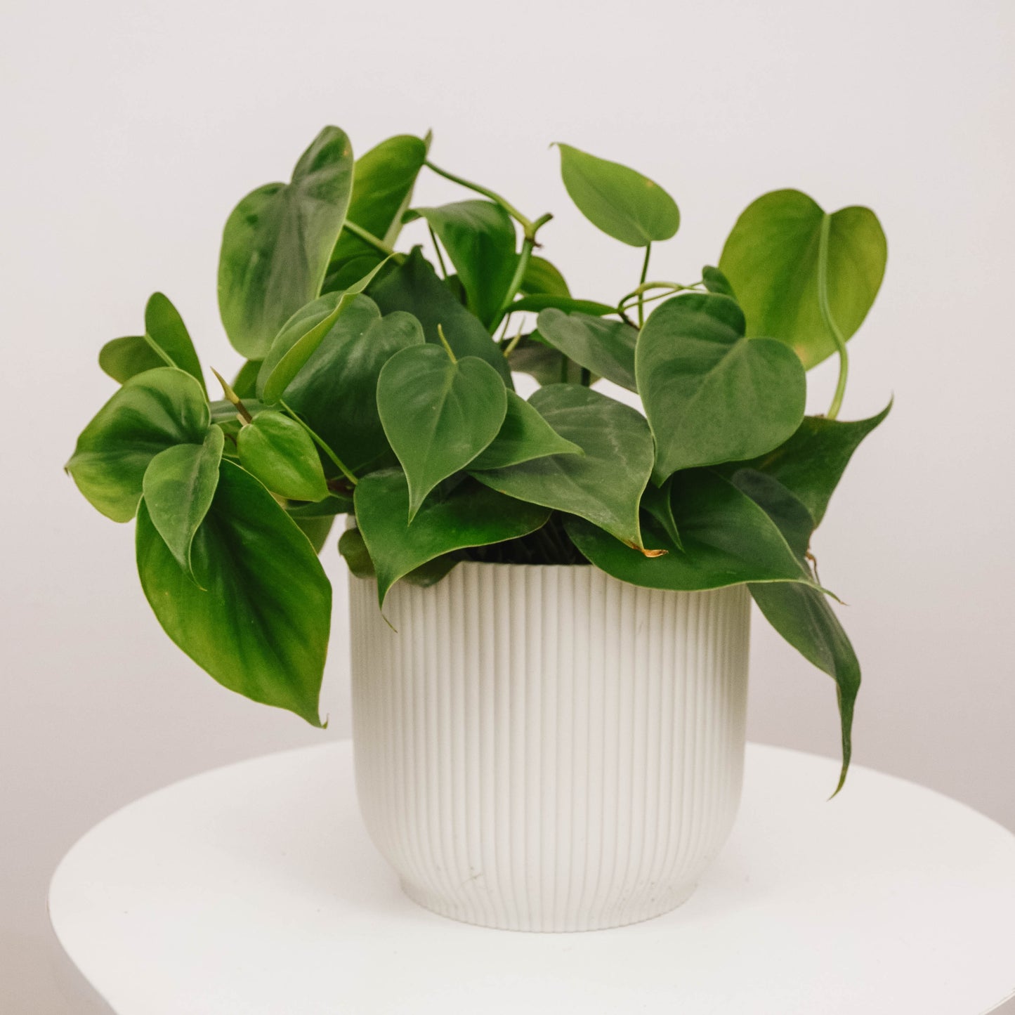 Heart leaf philodendron