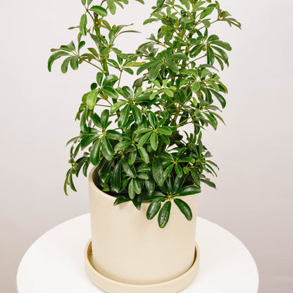 Dwarf Umbrella Tree