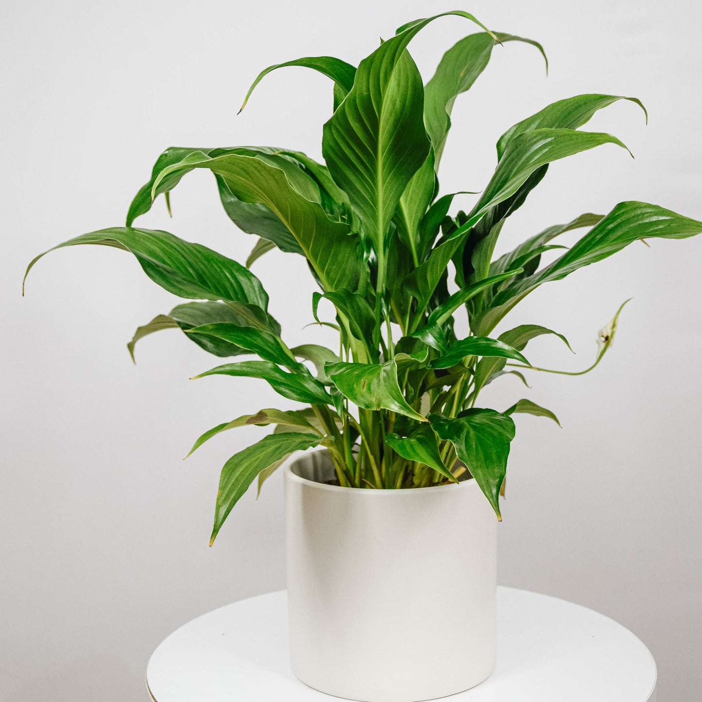 Peace Lily