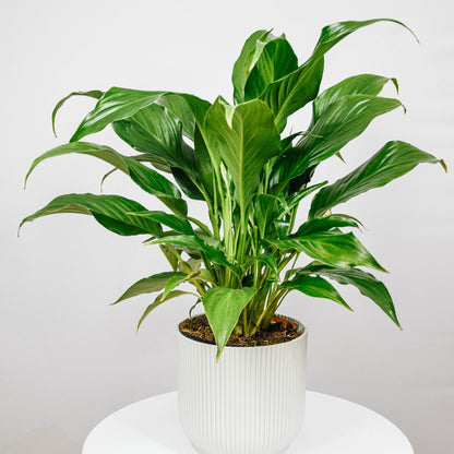 Peace Lily