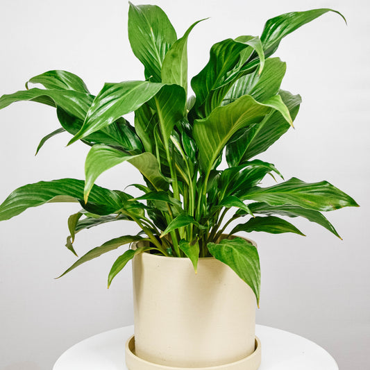 Peace Lily