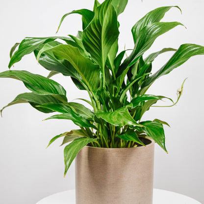 Peace Lily