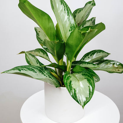 Chinese Evergreen