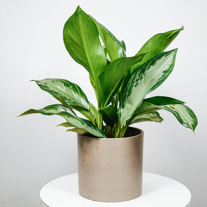 Chinese Evergreen