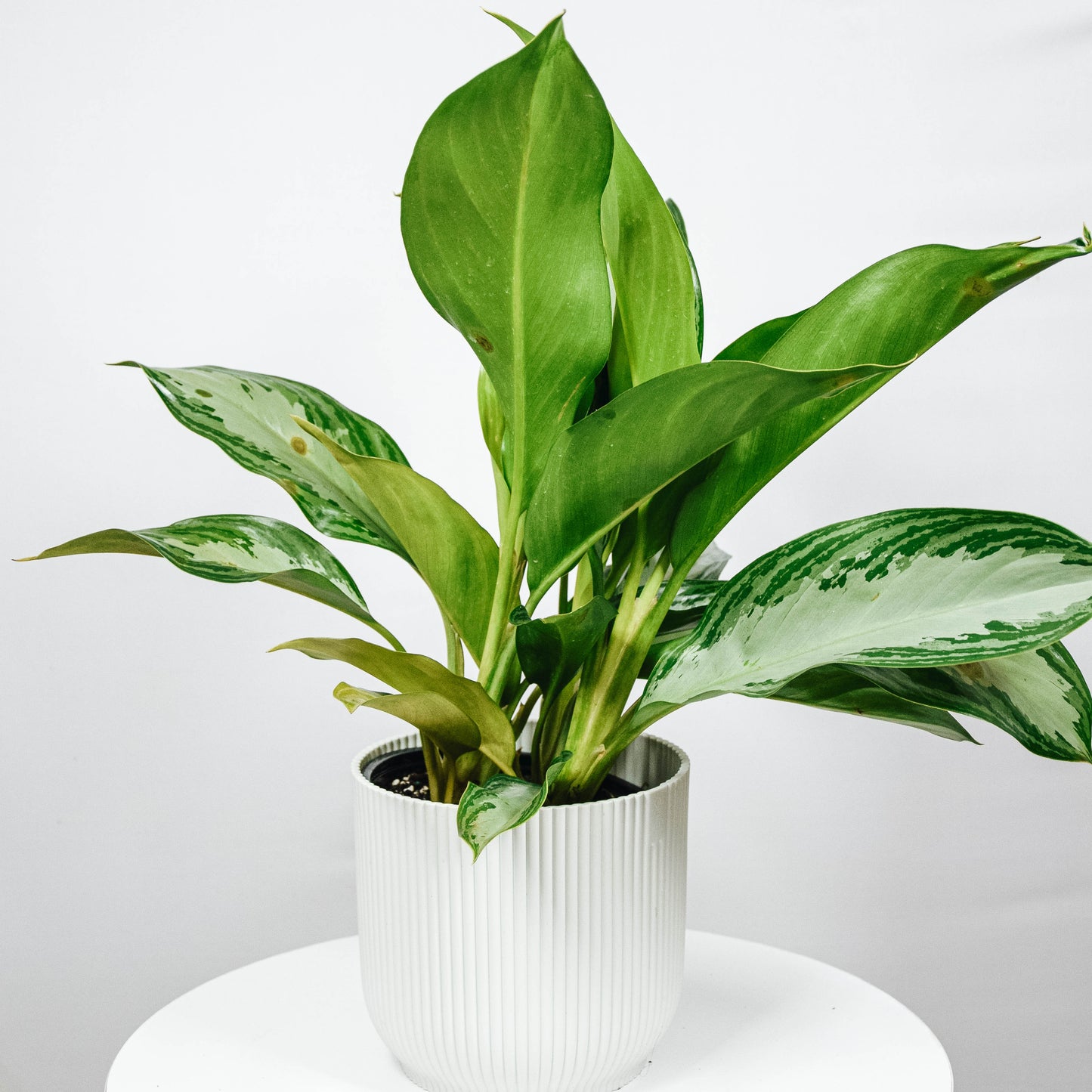 Chinese Evergreen