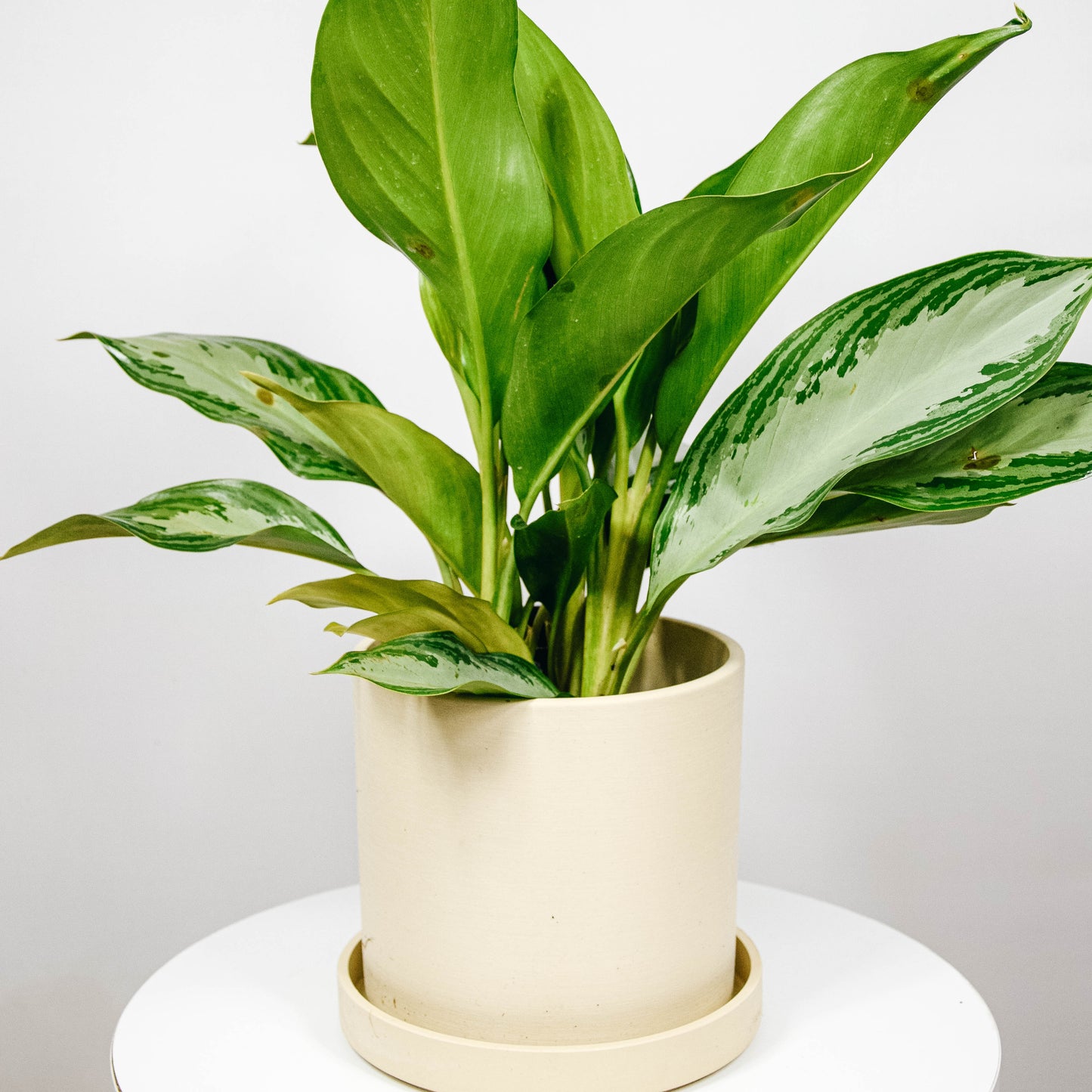 Chinese Evergreen