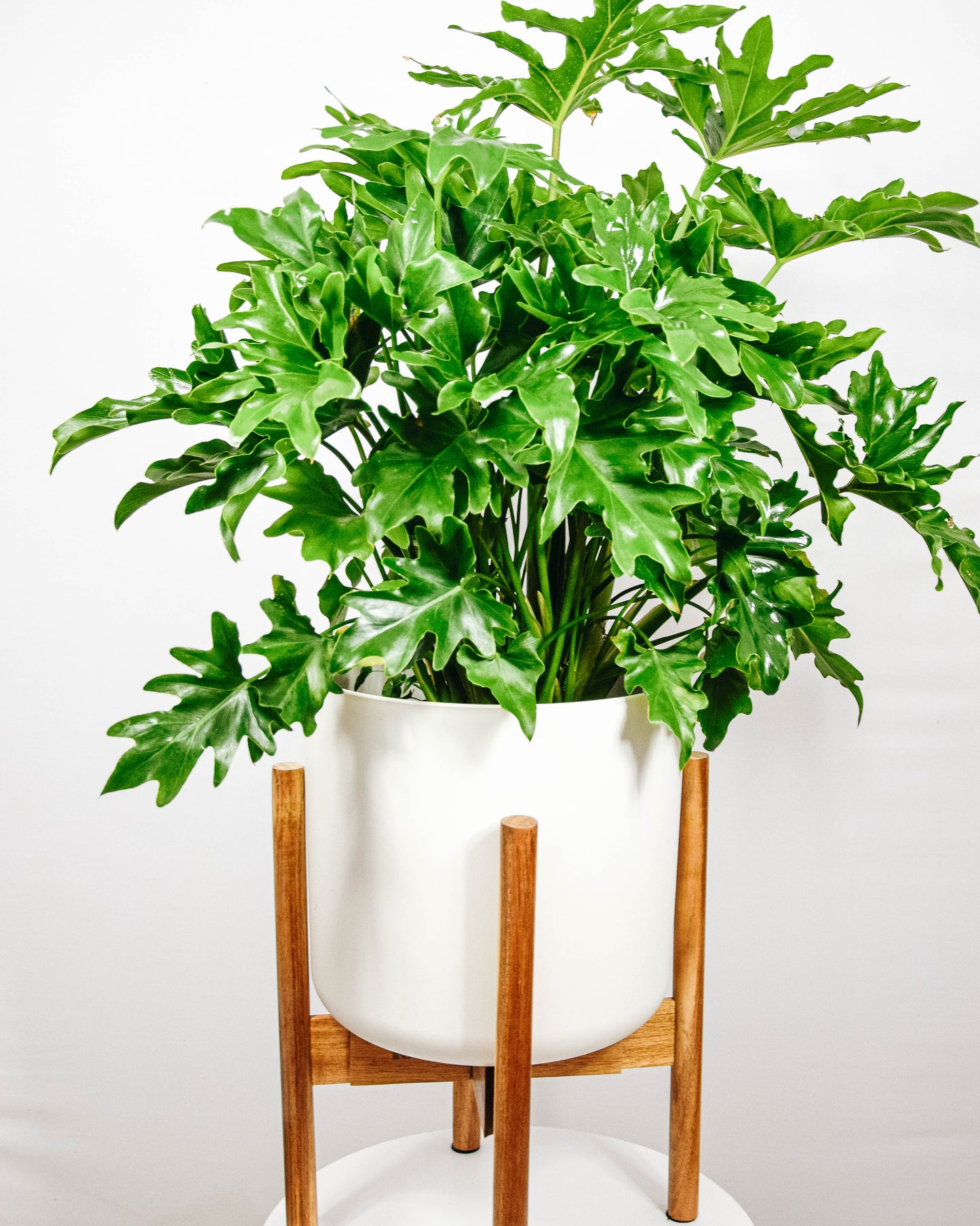 Split Leaf Philodendron