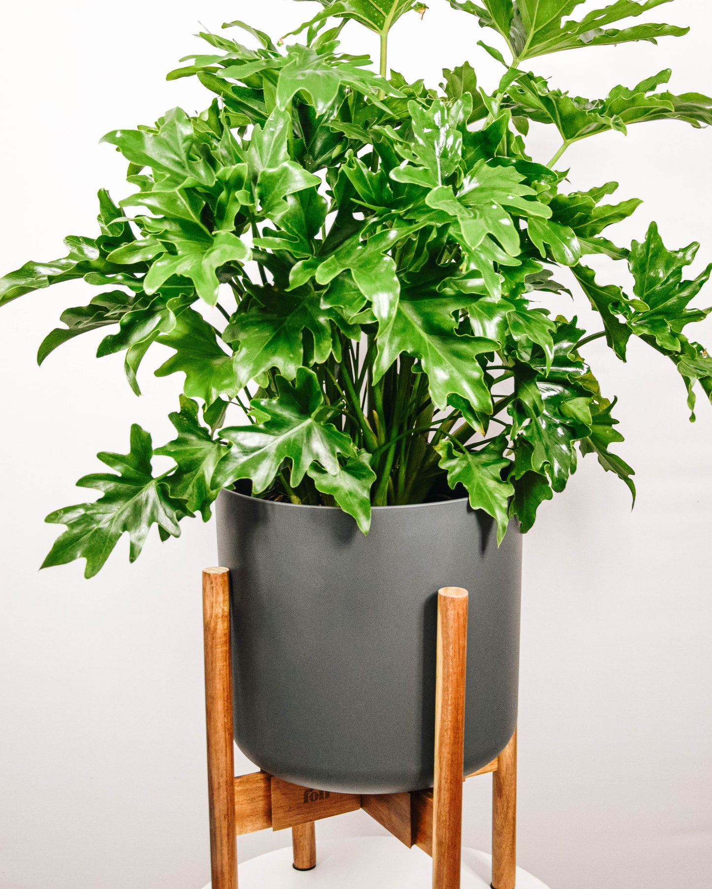 Split Leaf Philodendron