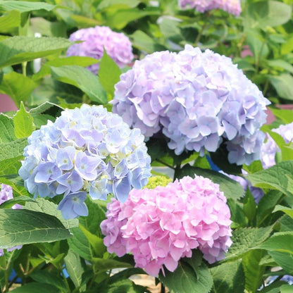 Elizabeth Ashley Blue Magical® Patio Hydrangea