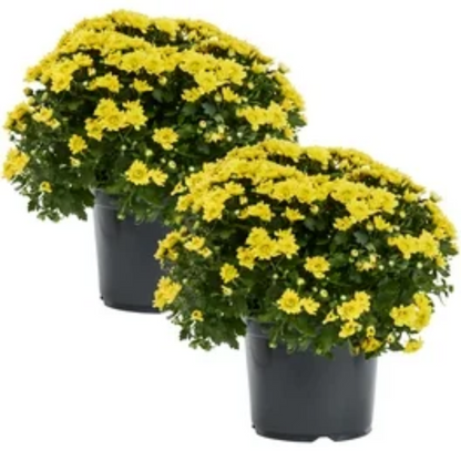 Autumn Glow Fall Mums