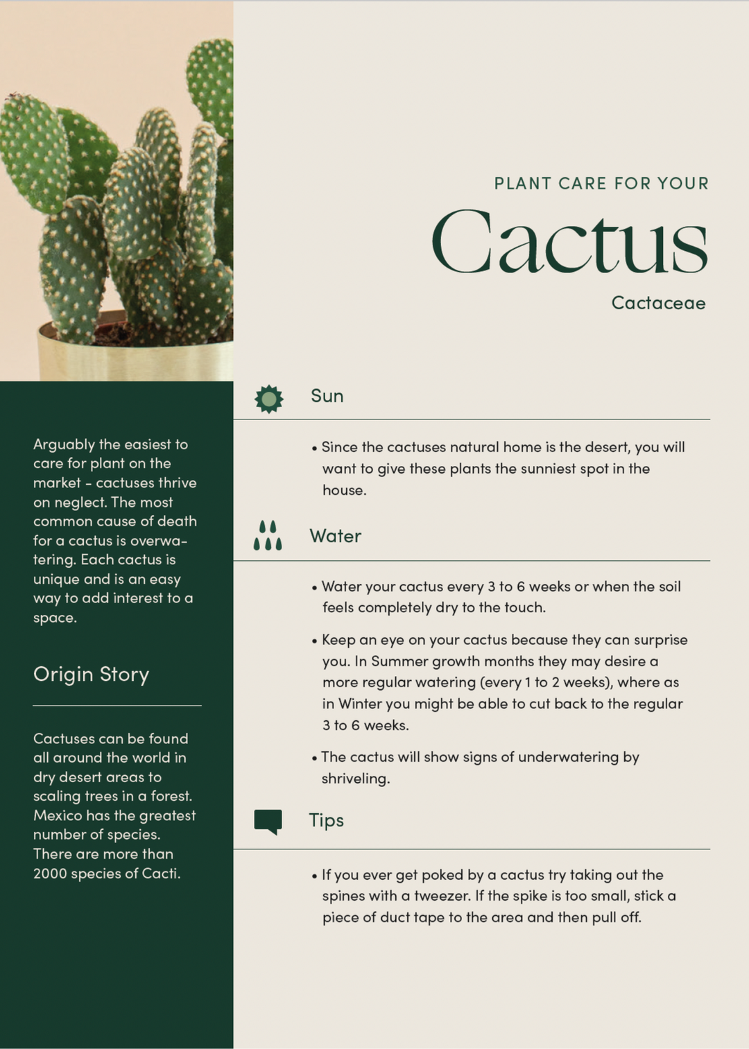 Cartoon Cactus