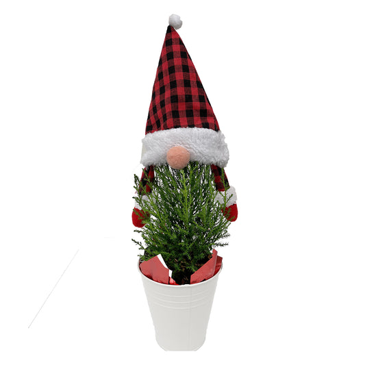 Gnome Tree Lemon Cypress - 5 Inch Tin Pot