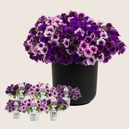 Ready-to-Plant Combo Kit: Home Again