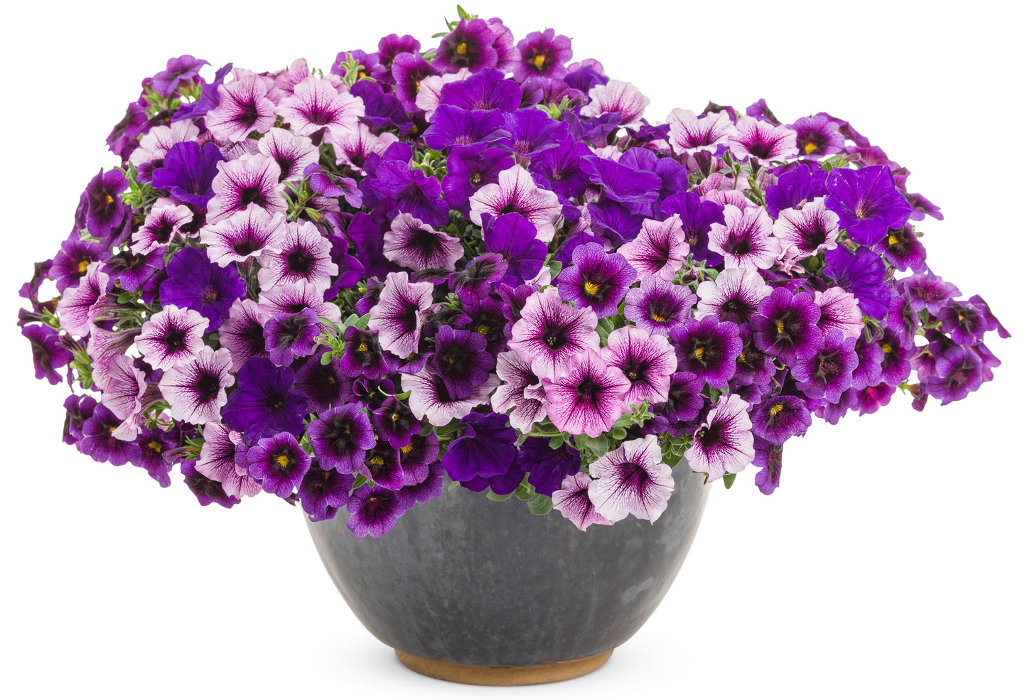 Ready-to-Plant Combo Kit: Home Again