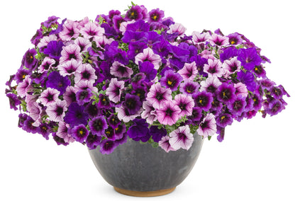Ready-to-Plant Combo Kit: Home Again