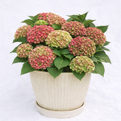 Amethyst Magical® Patio Hydrangea