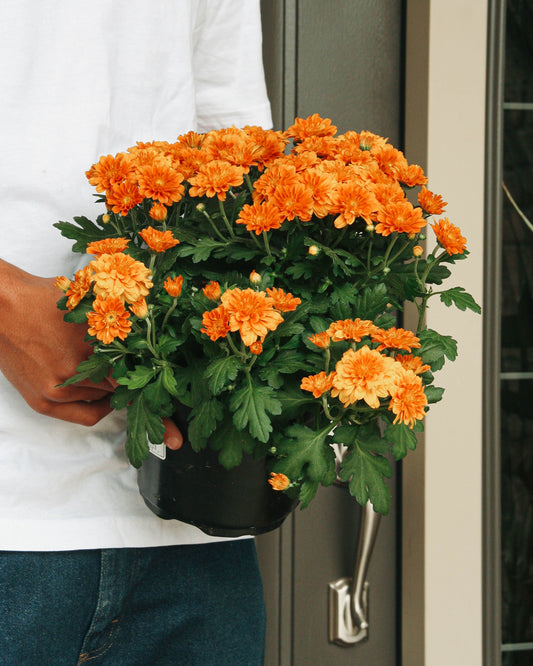 Autumn Glow Fall Mums