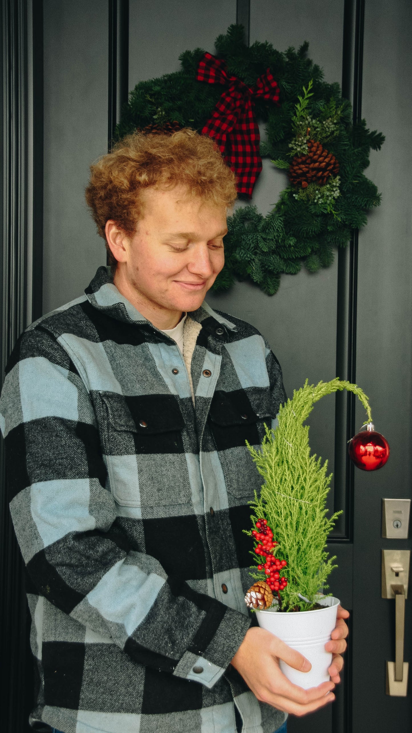 Grinch Lemon Cypress Tree - 5 Inch Tin Pot