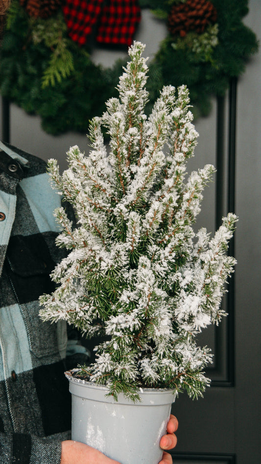 Flocked Dwarf Alberta Spruce