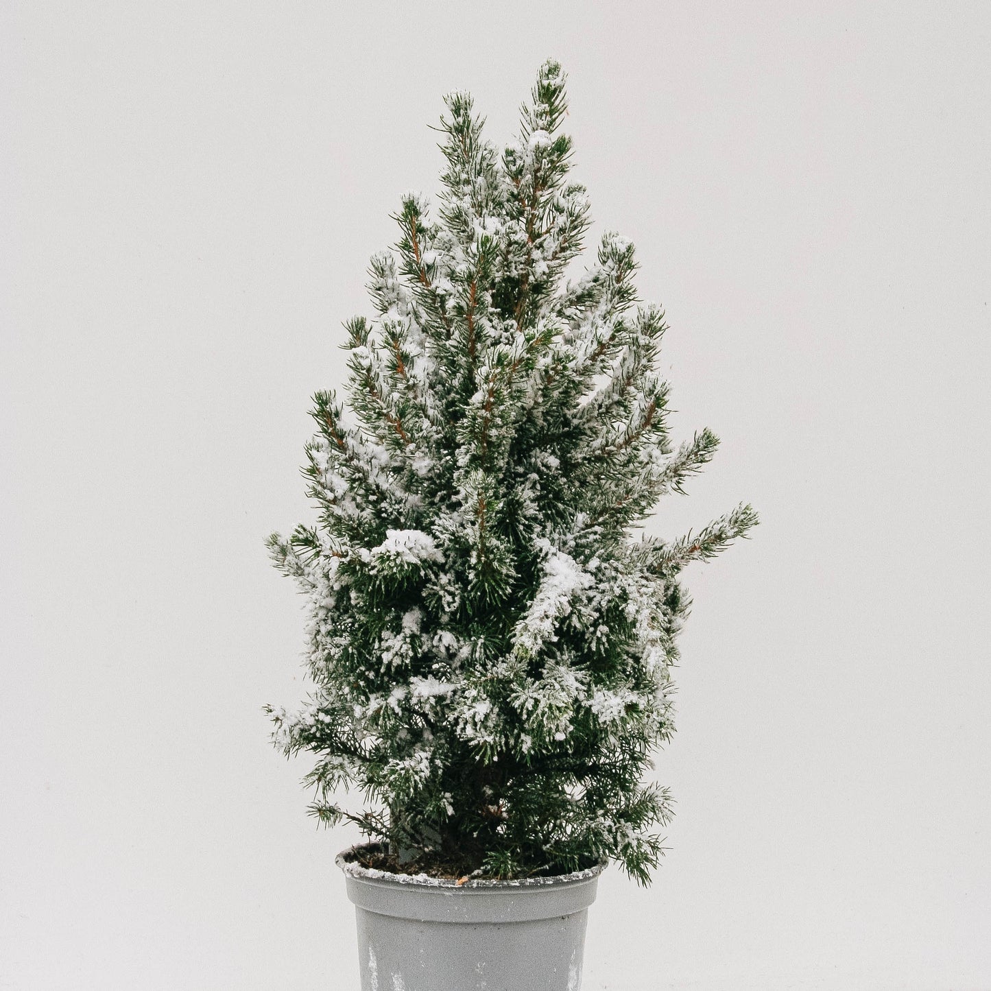 Flocked Dwarf Alberta Spruce