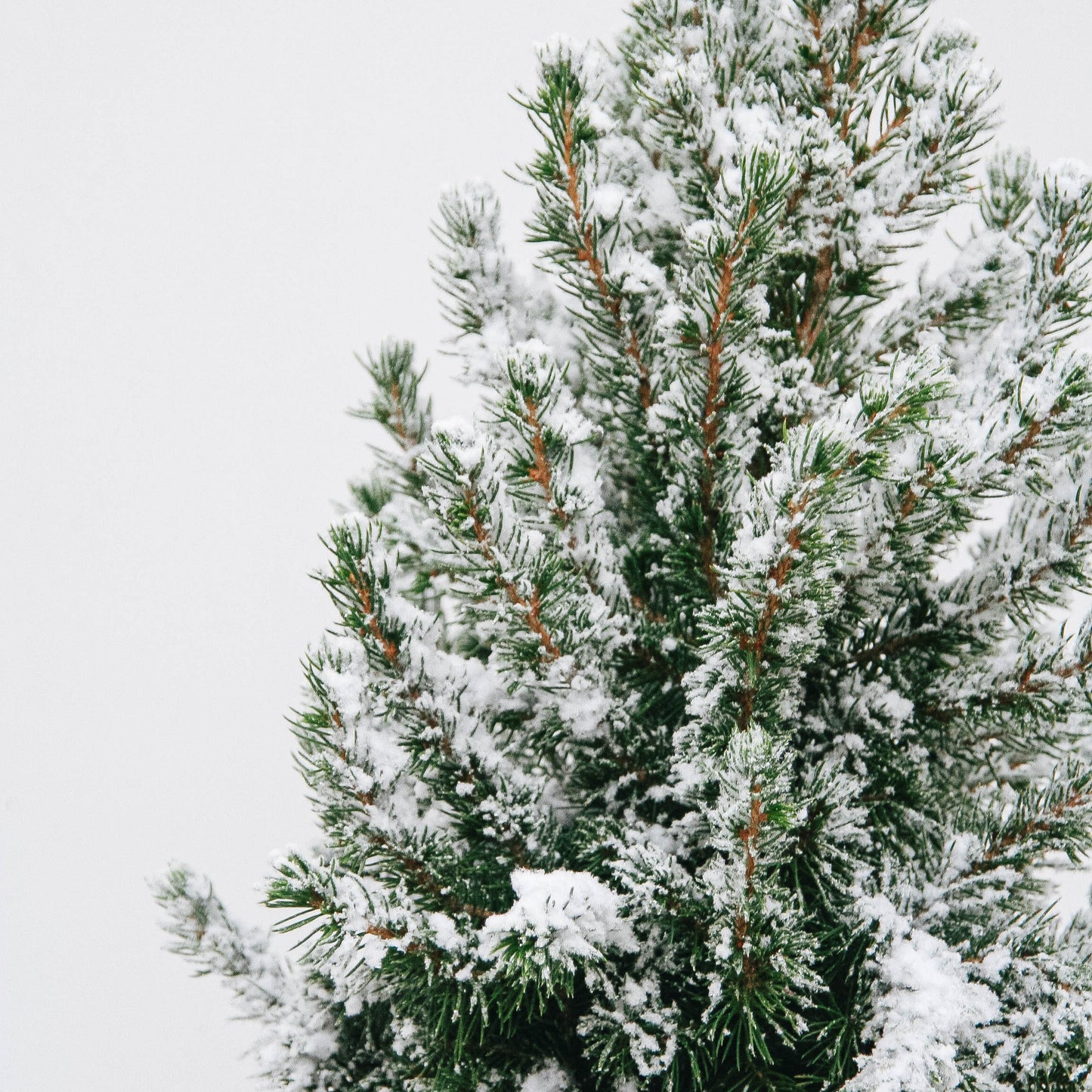 Flocked Dwarf Alberta Spruce