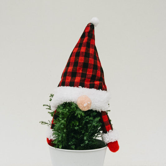 Gnome Tree Lemon Cypress - 5 Inch Tin Pot