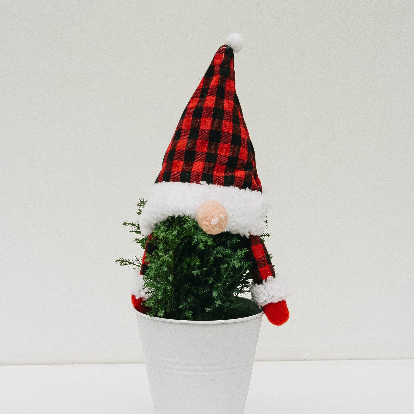 Gnome Tree Lemon Cypress - 5 Inch Tin Pot