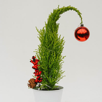 Grinch Lemon Cypress Tree - 5 Inch Tin Pot