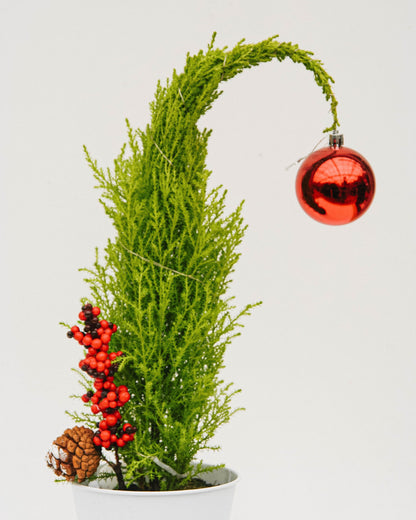 Grinch Lemon Cypress Tree - 5 Inch Tin Pot