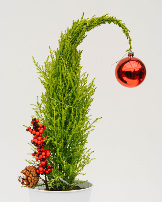 Grinch Lemon Cypress Tree - 5 Inch Tin Pot