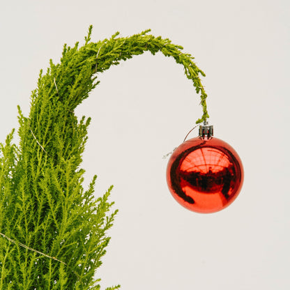 Grinch Lemon Cypress Tree - 5 Inch Tin Pot