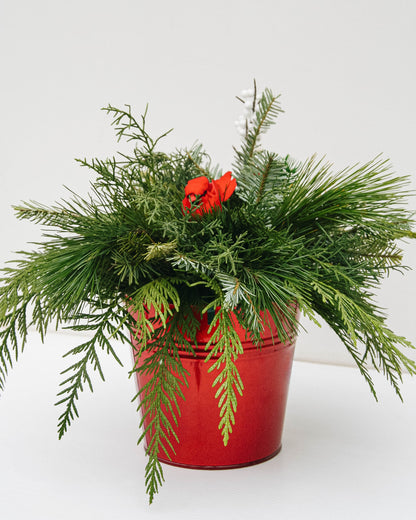Christmas Bird Planter - 6 Inch Tin Pot