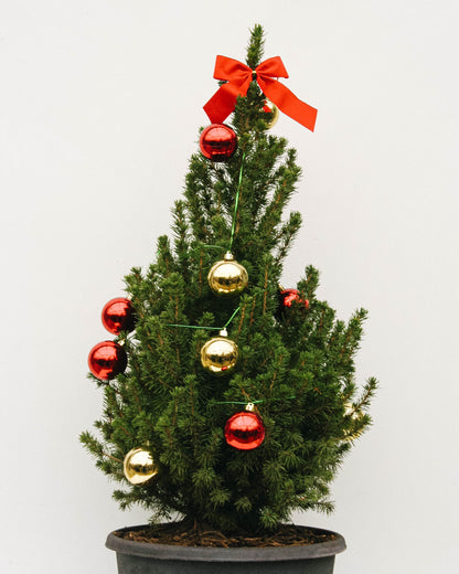 Decorated Dwarf Alberta Spruce with String Lights