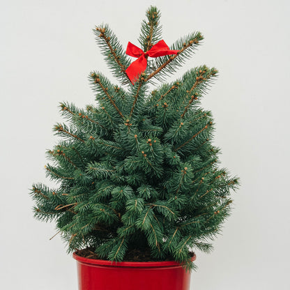 Baby Blue Colorado Spruce - Decorative Pot