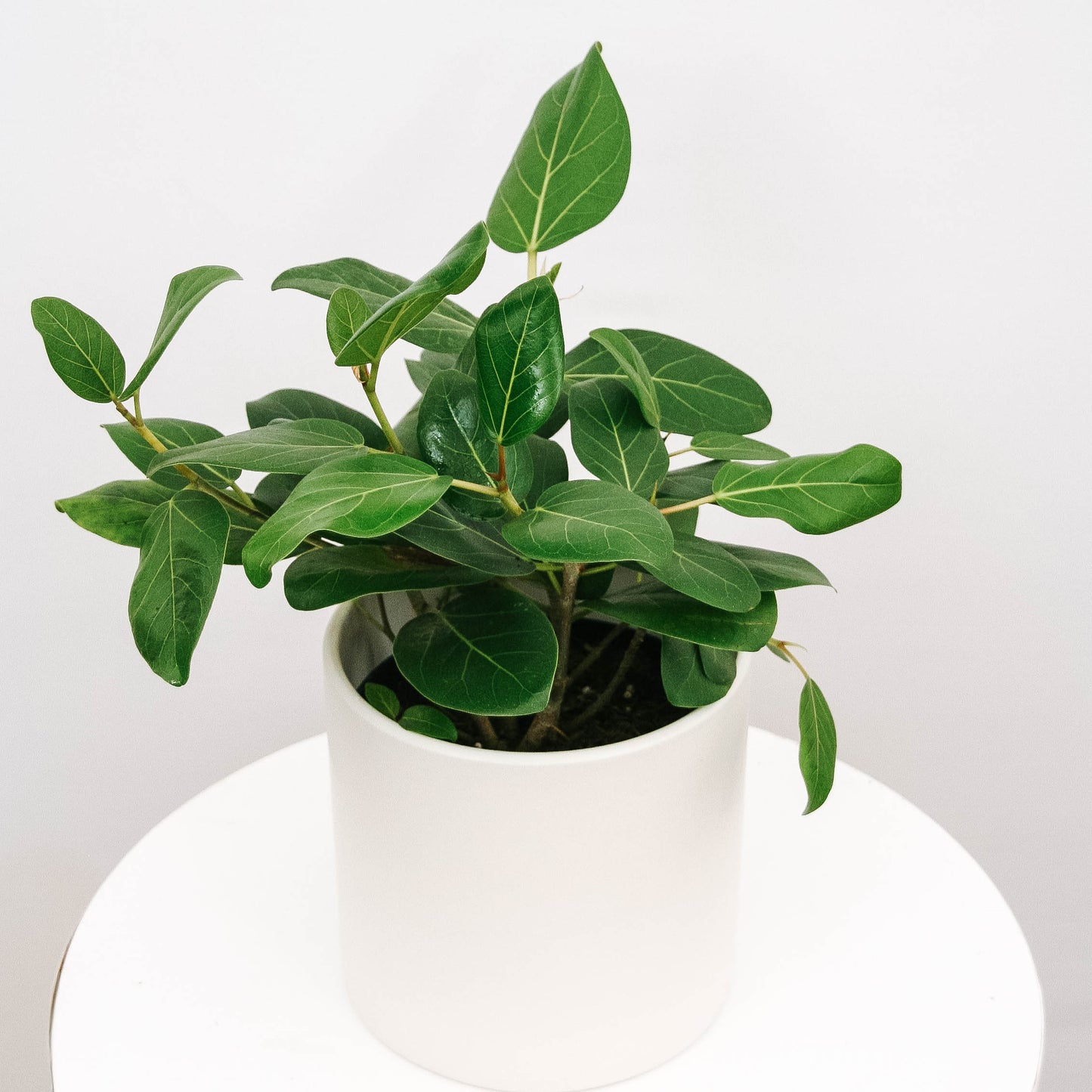 Ficus Audrey