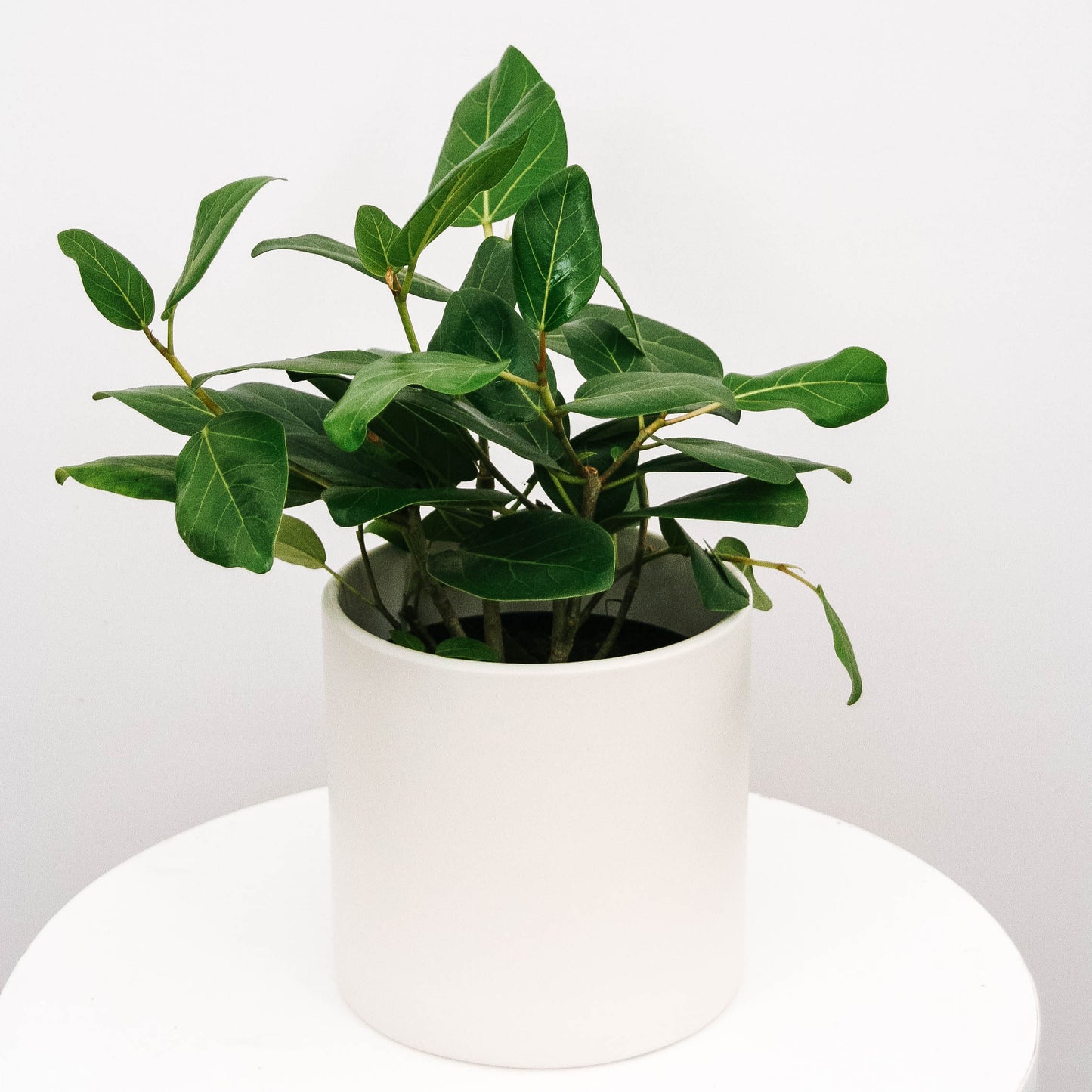 Ficus Audrey