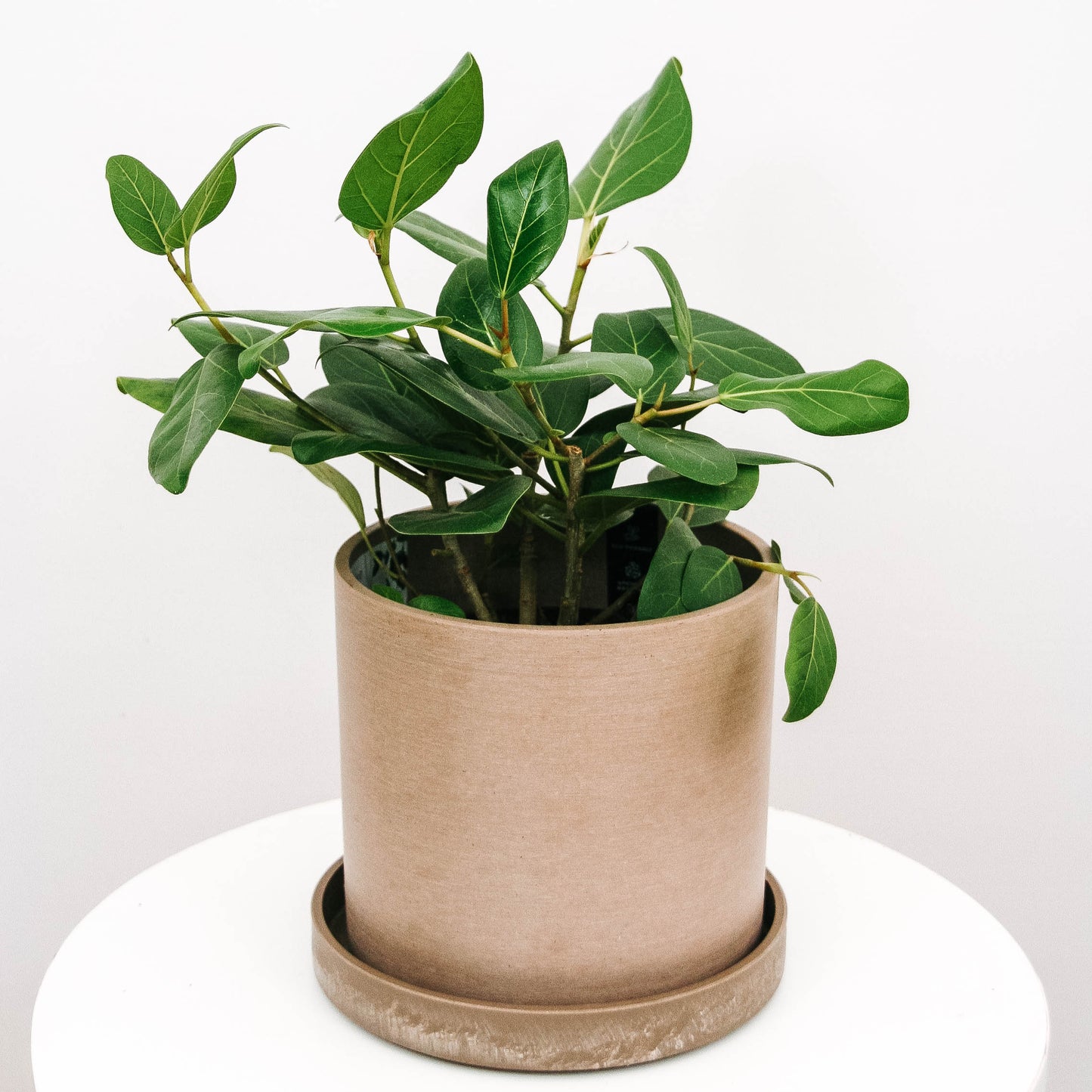 Ficus Audrey