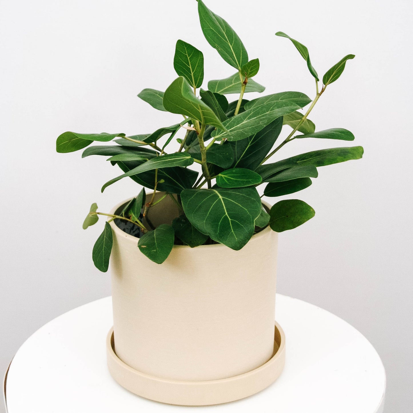 Ficus Audrey