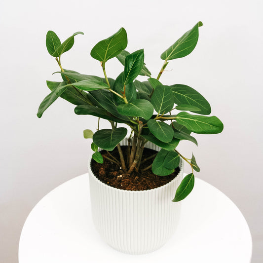 Ficus Audrey