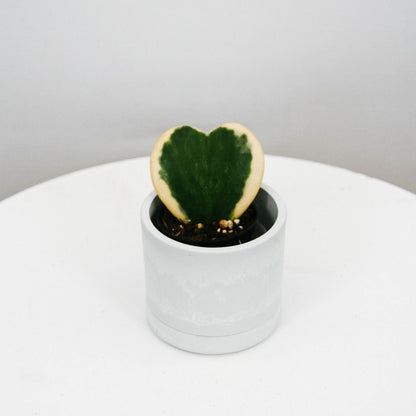 Heart Hoya