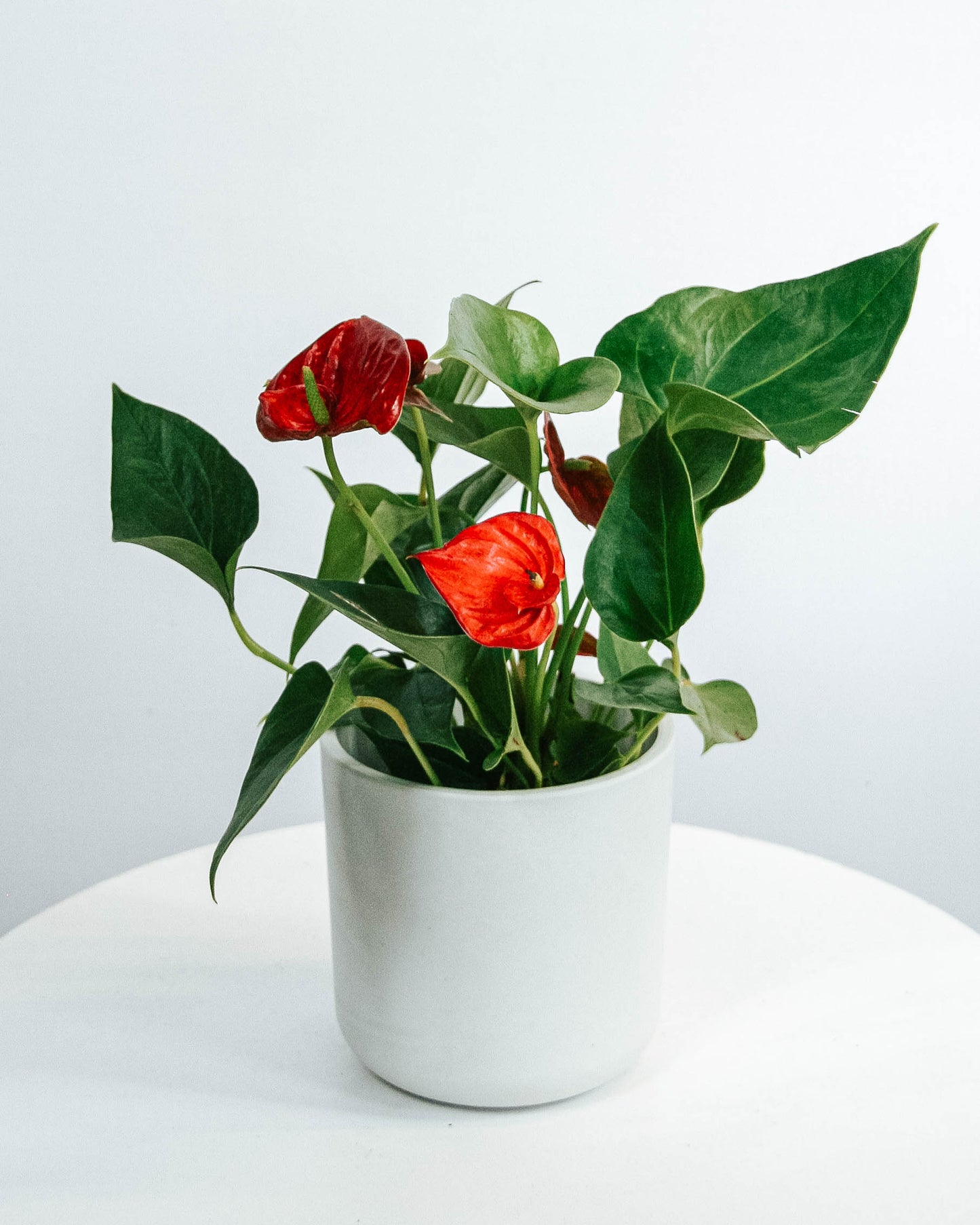 Anthurium
