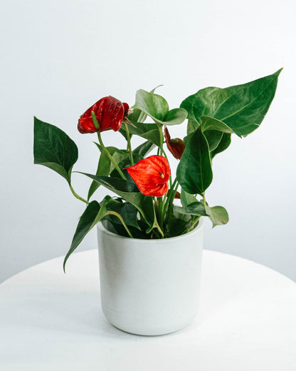 Anthurium