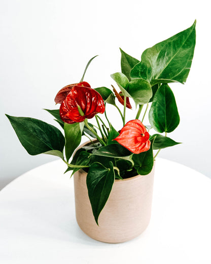Anthurium