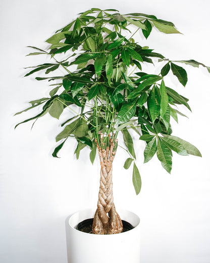 Braided Money Tree