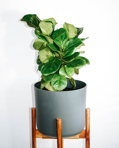 Compact Fiddle Leaf Fig